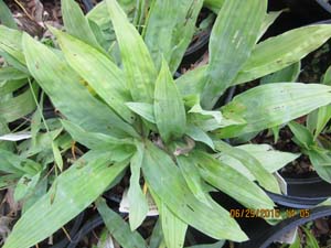 CAREX platyphylla - Click Image to Close